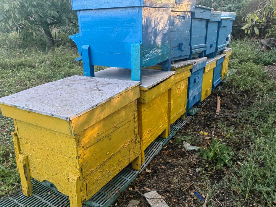 Продавам 13 празни кошери Даданблат