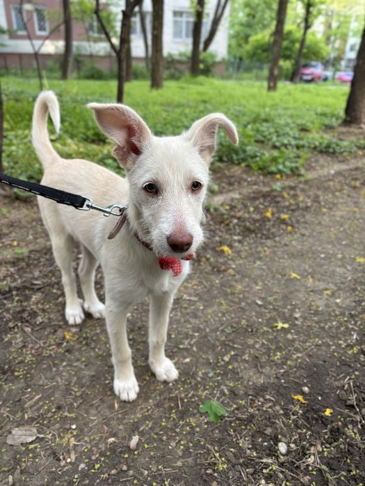 Caine pentru adoptie responsabila