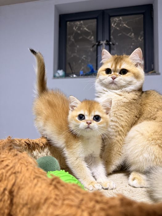 На продаже котенок с окрасом золотистой шиншиллы