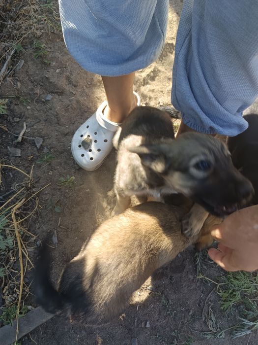 Отдам щенят в добрые руки