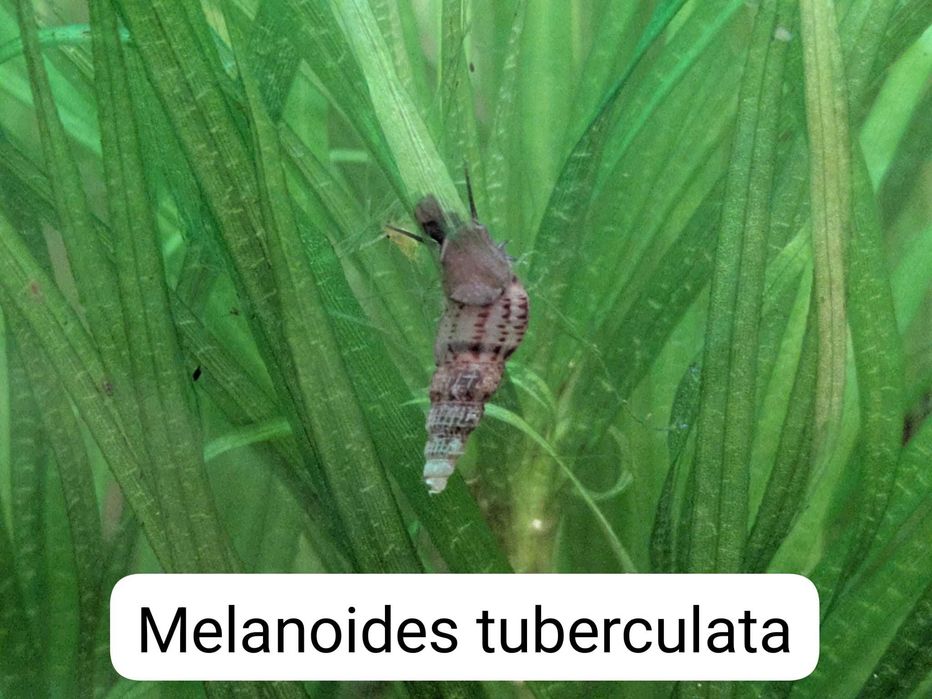 Vand plante de acvariu easy si melci