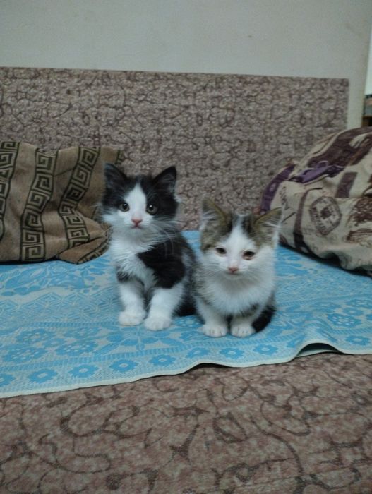 Отдам котят в хорошие руки