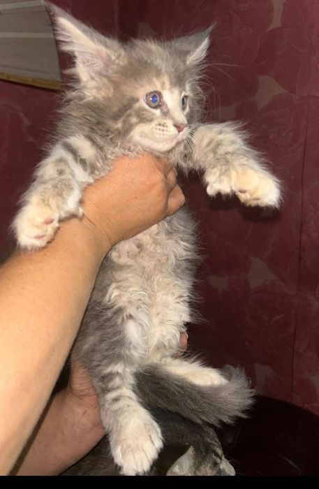 Продам котят мейн-кун полидакт
