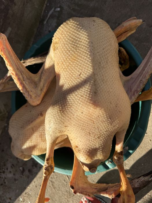 Vand gaşte crescute natural