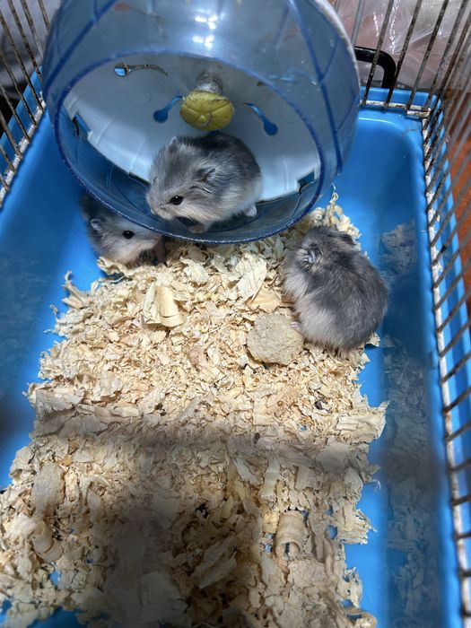 Хомячки джунгарики