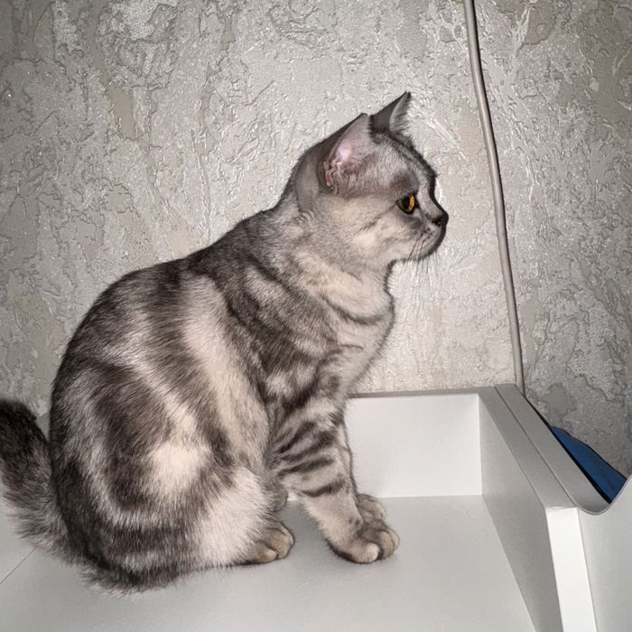 Котик британского типа