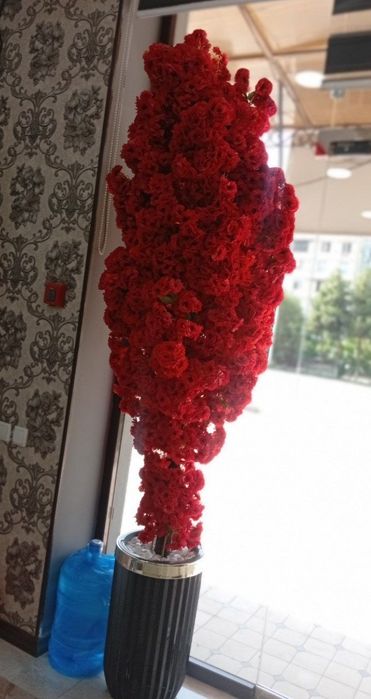 Divan,jurnalniy va sakura yengide