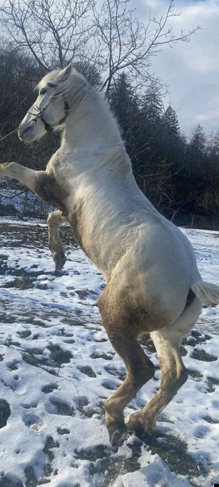 Vând cal preț 5000 lei detalii în privat