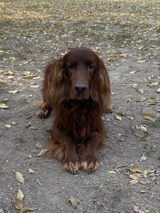 Кобель для вязки Ирландский сеттер