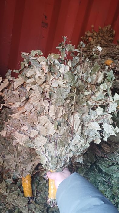 Банные берёзовые веники