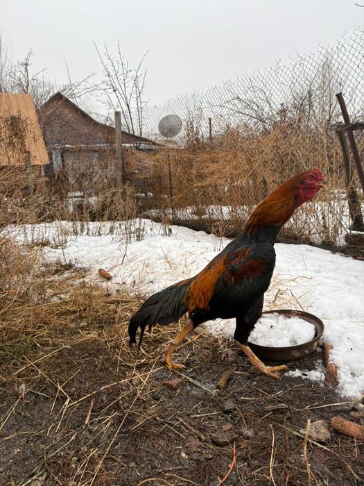 Продам дакан, возраст 1,5г