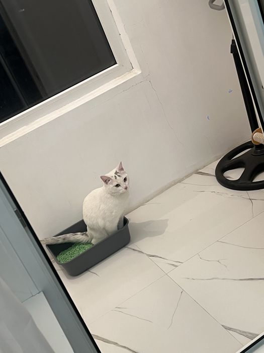 Ласковый белый кот в добрые руки