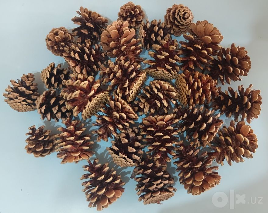 Сосновые шишки для школьных поделок