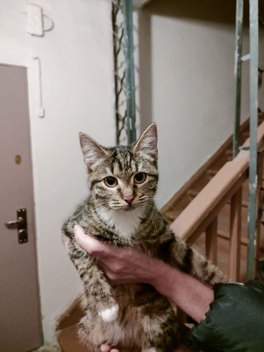 Срочно кошка, кот