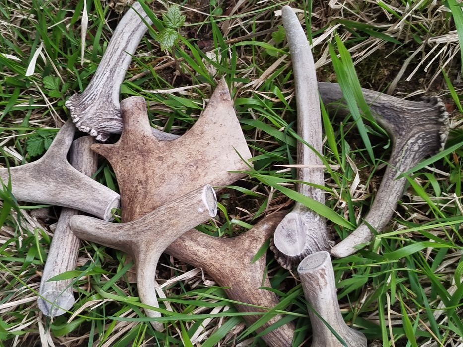 Парчета еленови рога за кучета - за дъвчене