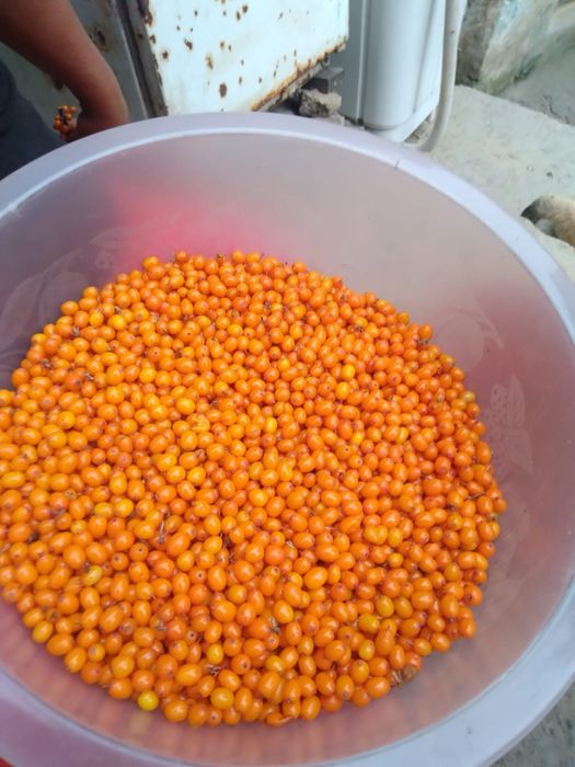 Fructe de padure congelate: zmeură, afine,cătină,coacaze,mure,capsune