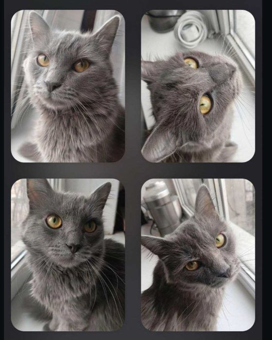 кот отдаем срочно