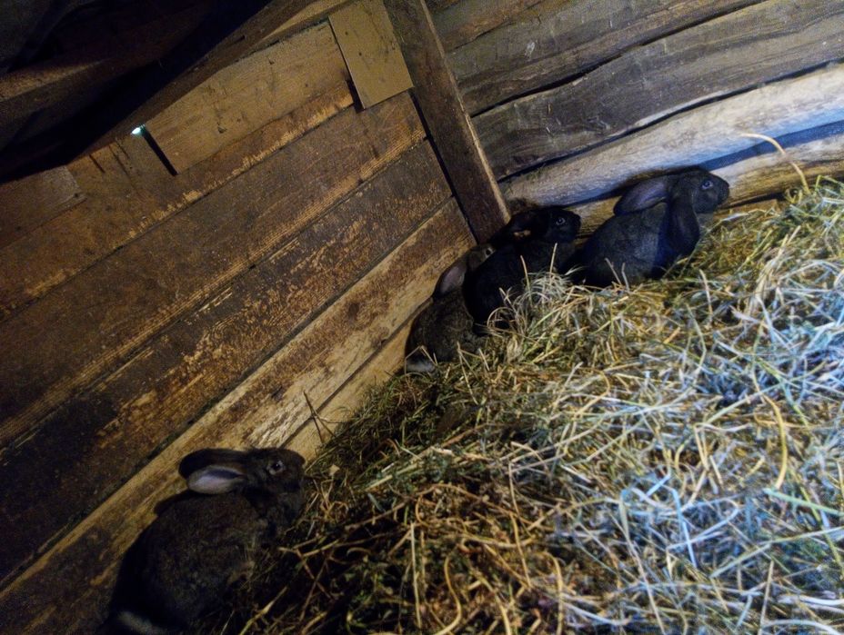 Vând iepuri sănătoși și bine îngrijiți .

- Iepuri de 5 luni – 120 lei/bucată
- Iepuri de 2,5 luni – 70 lei/bucată

Sunt crescuți în gospodărie, hrăn
