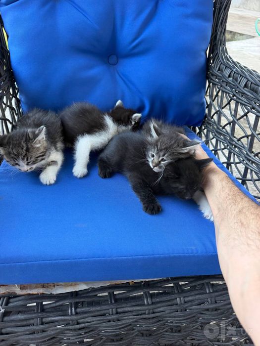 Домашние котята в добрые руки