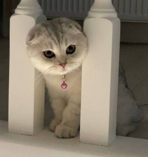 Вязка (Жуфтлашиш)Серебристая Шиншилла Скоттиш Фолд