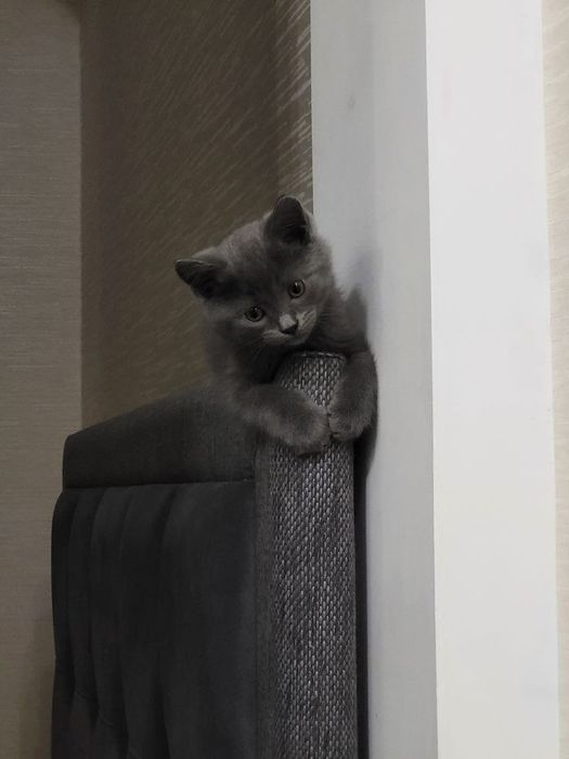 Британски мушукча