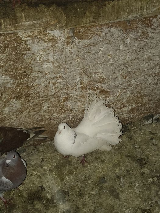 Porumbei de vânzare ornament , curte și voiajori