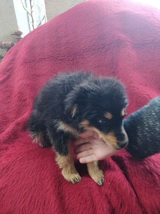 Малка безпомощна сладка душица, спасена от улицата и търси дом