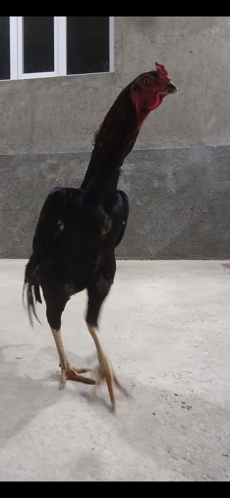 Kulangi: Dakan xoʻroz