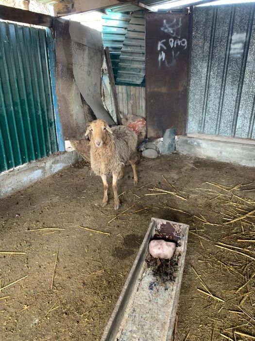 Бараны хорошие домашние