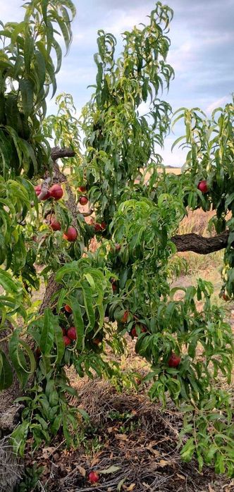 Продава се Парцел в Бяла - 3700 кв.м за 15 €/кв.м - Снимка #2