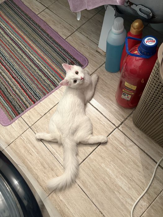 Отдам кота в добрые руки