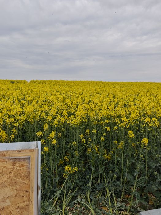 Vând 10 familii de albine care se află la rapiță