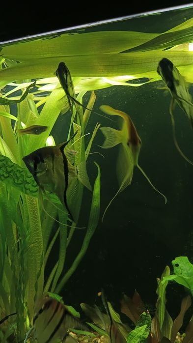 Обменяю скалярий