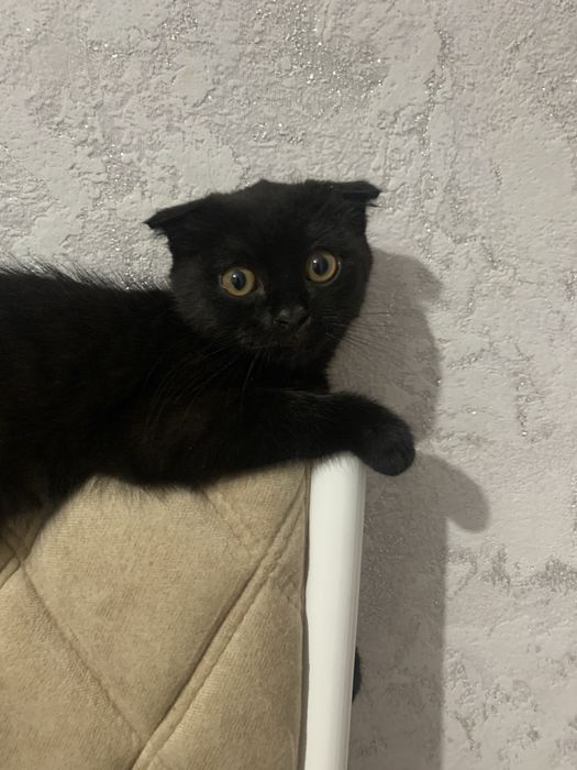 Отдам котенка в добрые руки