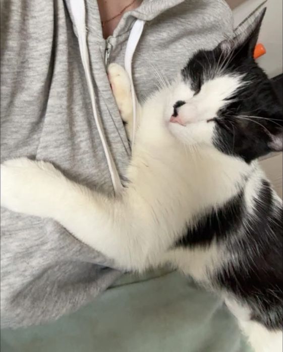 Pentru adoptie responsabila 2 pisici