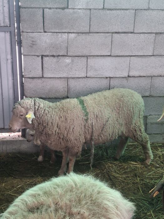 Продам овцу   с ягненком