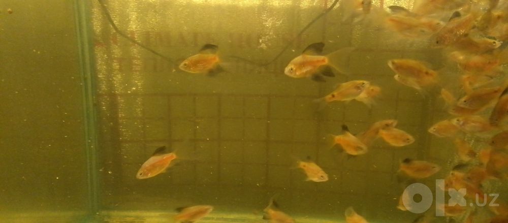 Akvarium balik optom