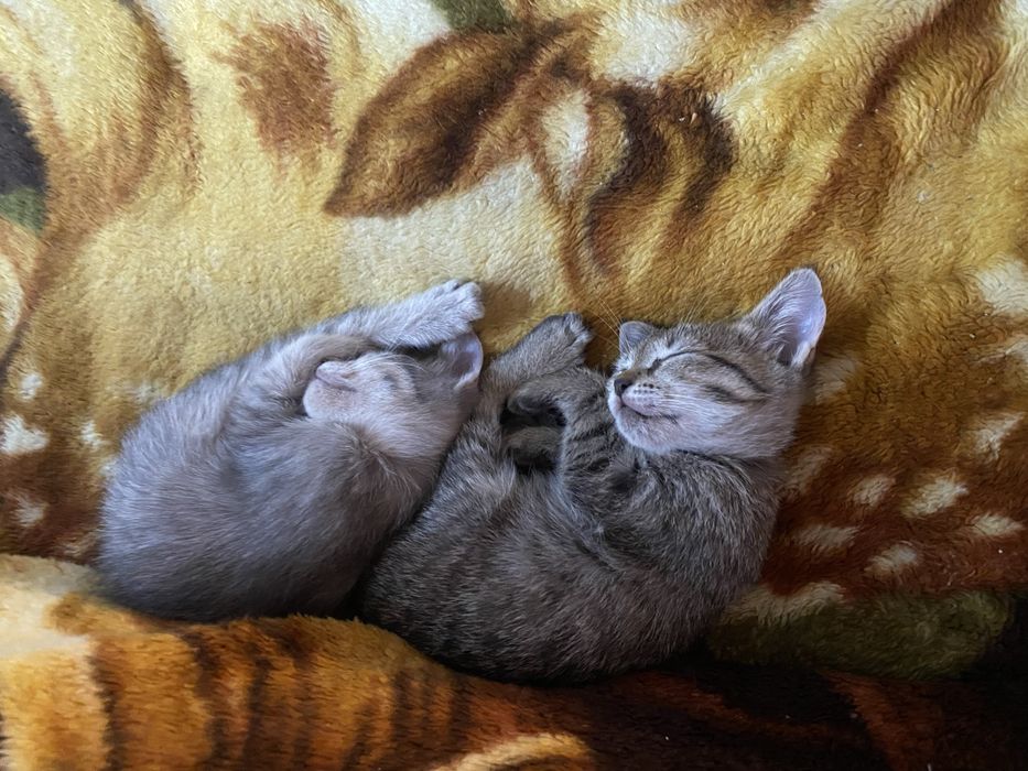 Отдам котят в добрые руки