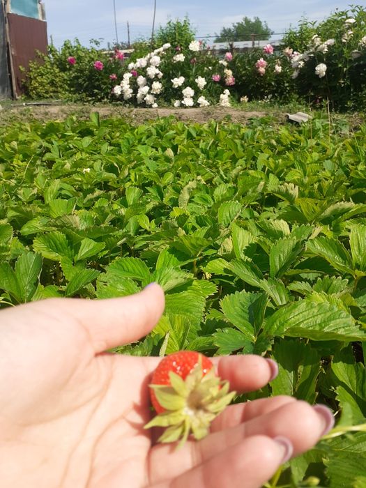 Продам дачу на Бобровке