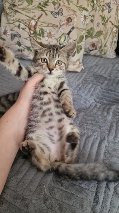 Отдам котят в добрые,заботливые руки!