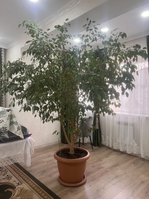 Домашнее дерево Бенджамин