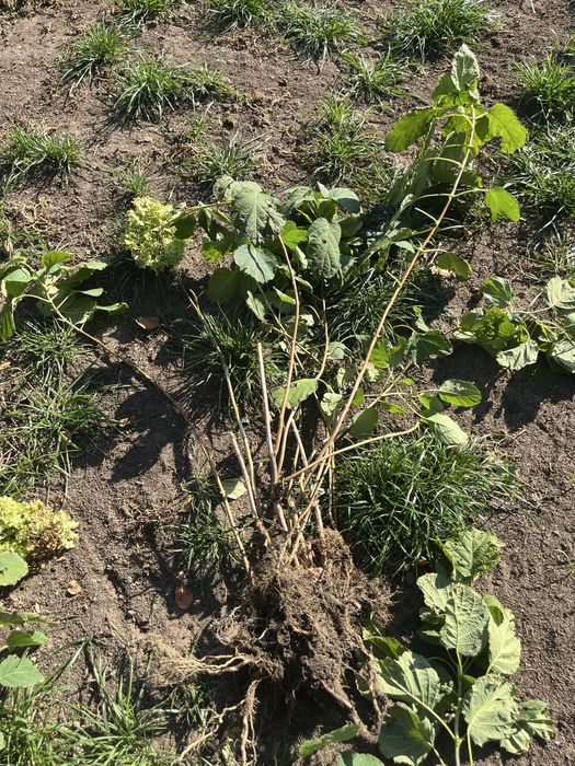 Продам древовидную гортензию