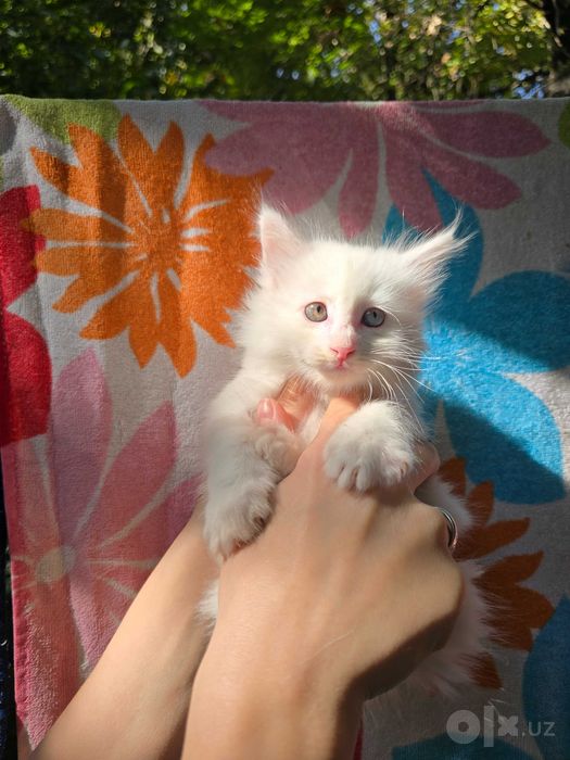 Котята ищут семьи!