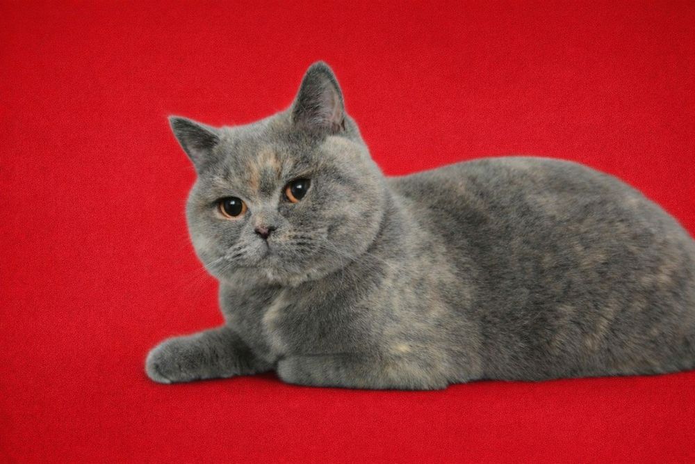 Femelă british adultă