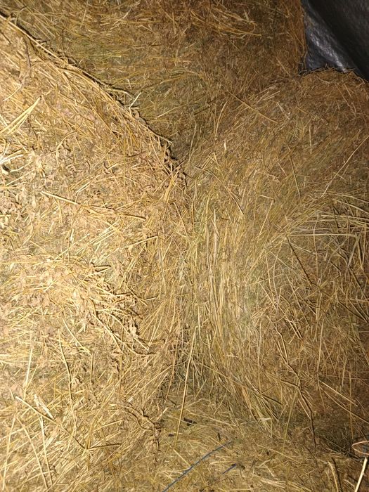 Vând baloți de lucernă coasa 3