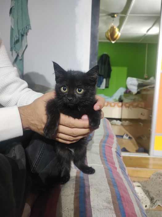 Black cat  baby (female)