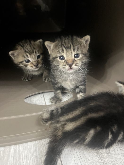 Отдам котенков  в хорошие руки