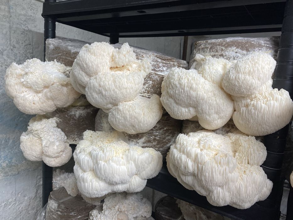Ciuperca Coama Leului (Hericium erinaceus ) certificat ecologic