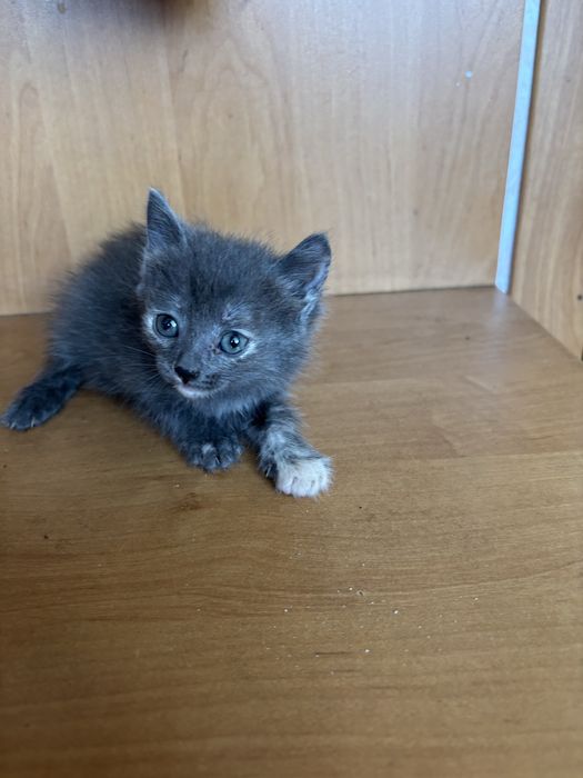 Отдам котят бесплатно