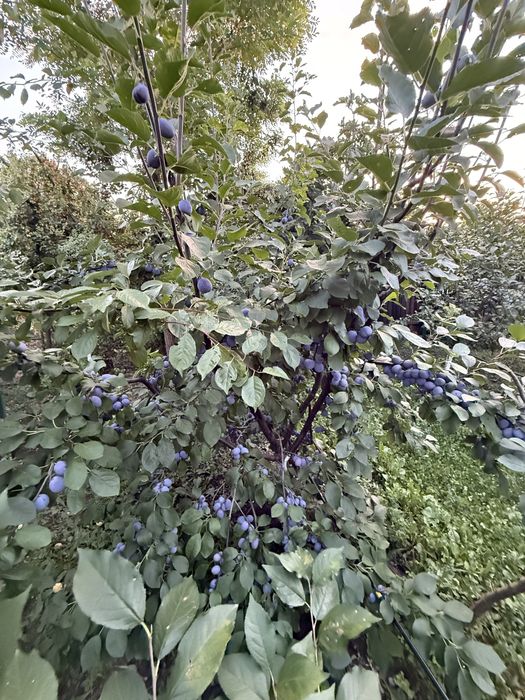 Prune Centenar Mari
